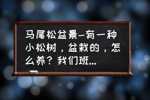 盆景不老松多少钱一盆 马尾松盆景-有一种小松树，盆栽的，怎么养？我们班有一棵？