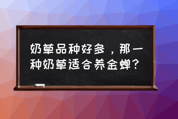 种植金蝉可以养羊吗 奶草品种好多，那一种奶草适合养金蝉？