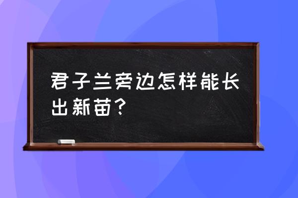 君子兰怎么能长出小苗 君子兰旁边怎样能长出新苗？