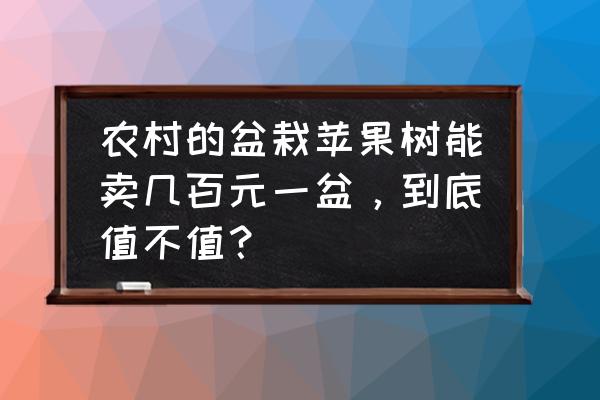 长春哪里有卖盆栽苹果树 农村的盆栽苹果树能卖几百元一盆，到底值不值？