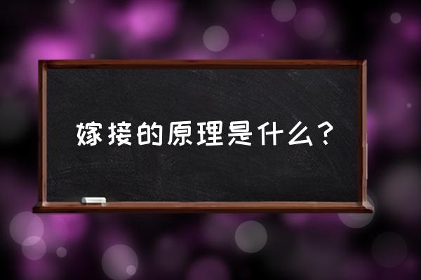 果树嫁接繁殖的原理是什么 嫁接的原理是什么？