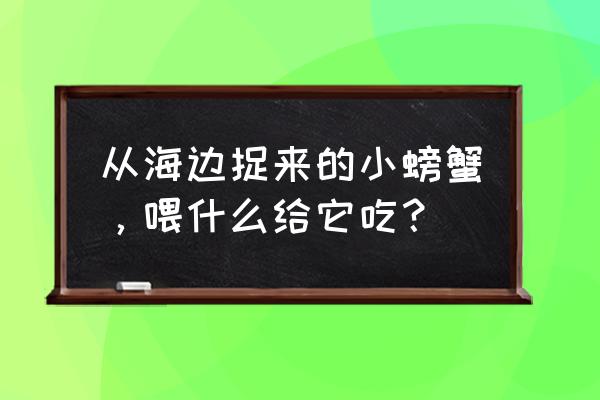 小螃蟹喂什么饲料 从海边捉来的小螃蟹，喂什么给它吃？