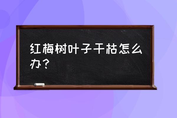 红梅盆景枯萎了怎么办啊 红梅树叶子干枯怎么办？