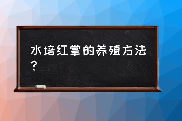 水培红掌怎么养花开的更红 水培红掌的养殖方法？