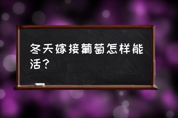 嫁接的葡萄苗怎么种植技术 冬天嫁接葡萄怎样能活？