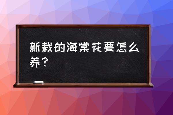 刚移植完的海棠花应该注意什么 新栽的海棠花要怎么养？