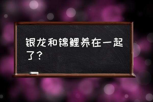 银龙可以喂锦鲤饲料吗 银龙和锦鲤养在一起了？