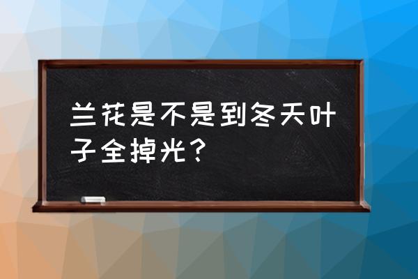 兰花冬天会落叶吗 兰花是不是到冬天叶子全掉光？