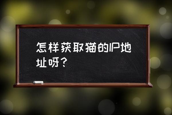 怎样获取猫咪域名 怎样获取猫的IP地址呀？