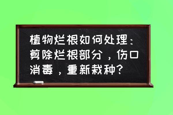 盆景去部分根怎么消毒 植物烂根如何处理：剪除烂根部分，伤口消毒，重新栽种？