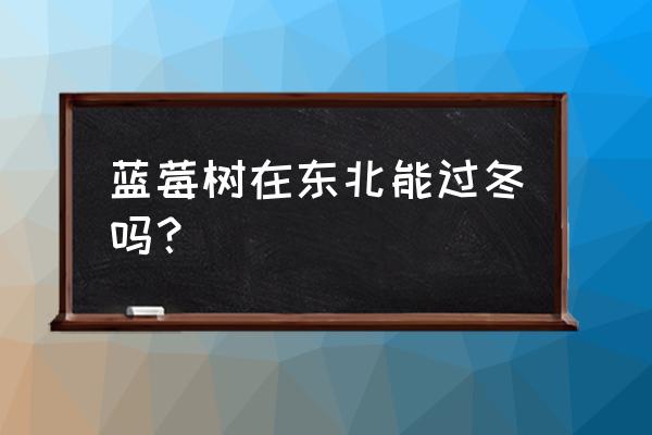 在黑龙江蓝莓能盆栽吗 蓝莓树在东北能过冬吗？