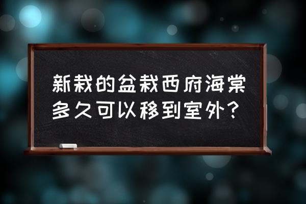 西府海棠是自花授粉吗 新栽的盆栽西府海棠多久可以移到室外？