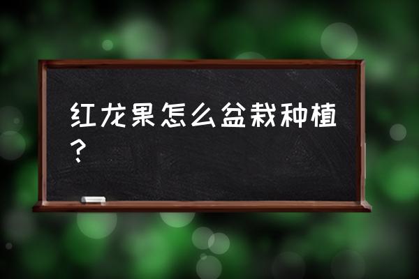 火龙果怎么种小盆栽好看 红龙果怎么盆栽种植？