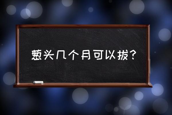 洋葱在什么时间收获 葱头几个月可以拔？