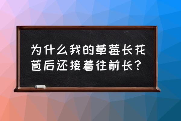 草莓出花蕾了怎么处理 为什么我的草莓长花苞后还接着往前长？