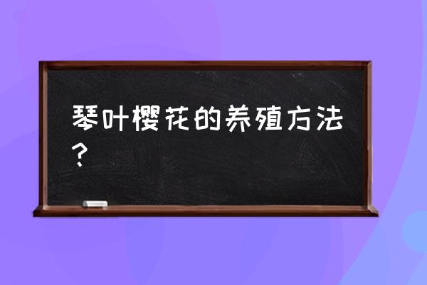 樱花养殖方法及注意事项 琴叶樱花的养殖方法？