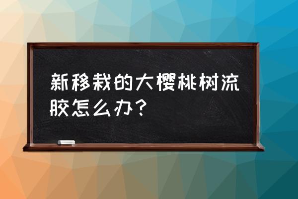 大樱桃的流胶病如何防治 新移栽的大樱桃树流胶怎么办？