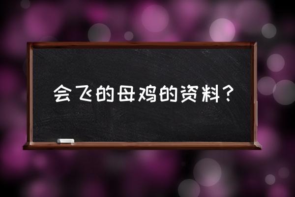 怎么判断芦丁鸡下不下蛋 会飞的母鸡的资料？