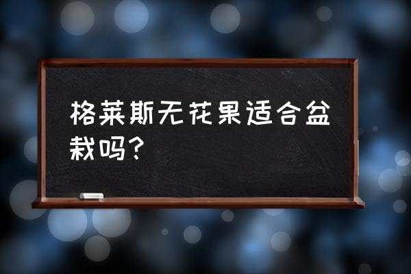 盆栽无花果最好的方法 格莱斯无花果适合盆栽吗？