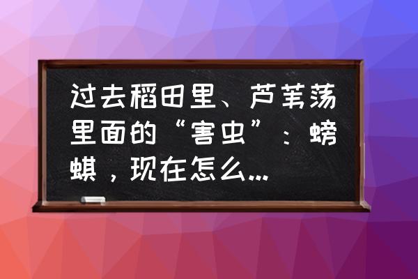 农村不能用的四种农药 过去稻田里、芦苇荡里面的“害虫”：螃蜞，现在怎么成了香饽饽，为什么呢？