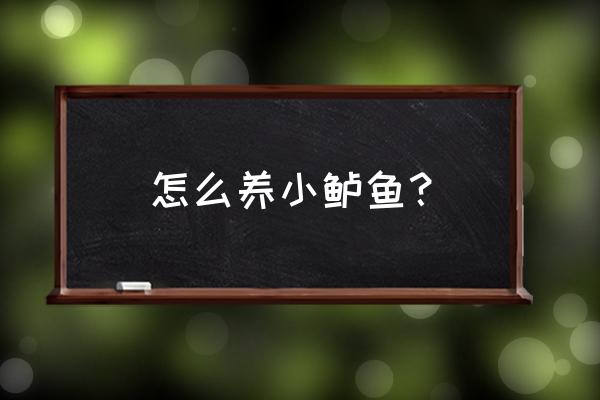 淡水鲈鱼苗的养殖方法 怎么养小鲈鱼？