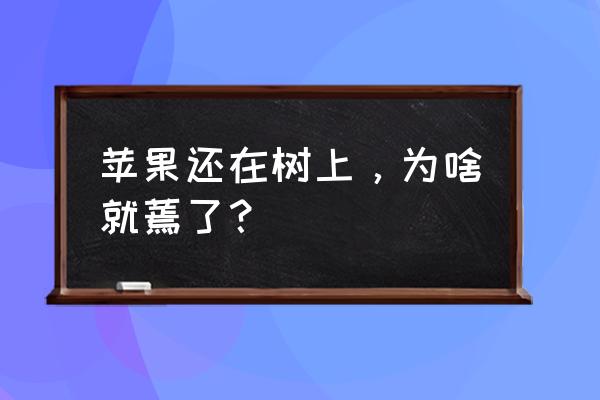 苹果根腐病防治 苹果还在树上，为啥就蔫了？