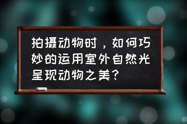 拍摄野生动物最巧妙的瞬间 拍摄动物时，如何巧妙的运用室外自然光呈现动物之美？