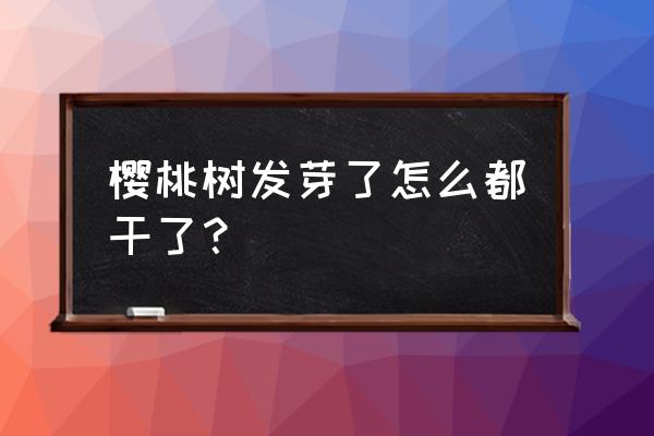 刚栽的樱桃树叶子枯萎怎么办 樱桃树发芽了怎么都干了？