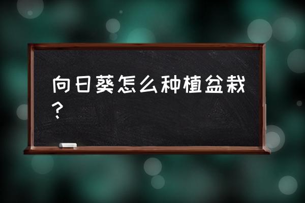 盆栽向日葵一般多少钱 向日葵怎么种植盆栽？