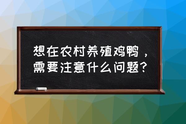 蚂蚁庄园不工作能产蛋吗 想在农村养殖鸡鸭，需要注意什么问题？