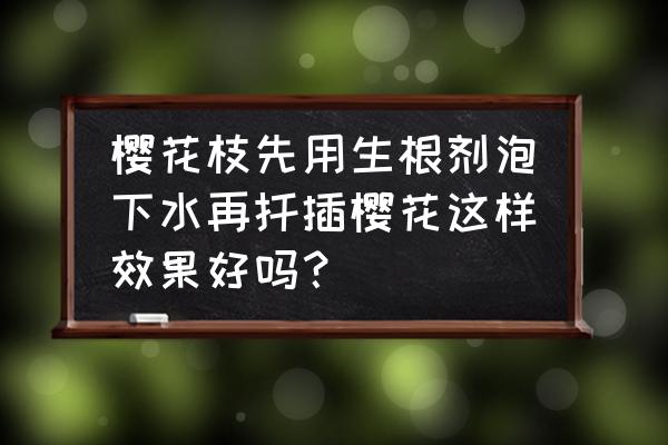 樱花扦插繁殖易生根的方法 樱花枝先用生根剂泡下水再扦插樱花这样效果好吗？