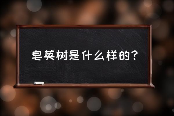 皂荚大的还是小的好 皂荚树是什么样的？