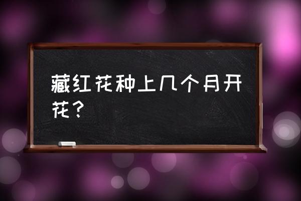 盆栽藏红花长叶不开花 藏红花种上几个月开花？