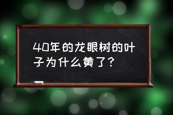 龙眼树黄叶掉叶怎么办 40年的龙眼树的叶子为什么黄了？