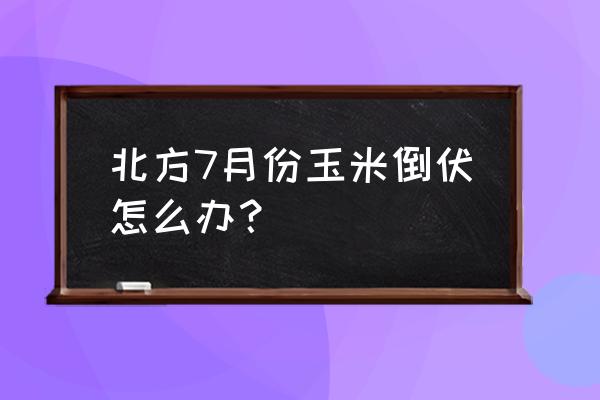 玉米倒伏的收获方法 北方7月份玉米倒伏怎么办？