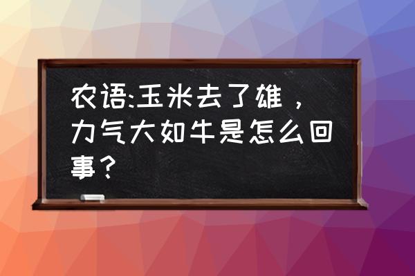 玉米去雄机是什么机器 农语:玉米去了雄，力气大如牛是怎么回事？