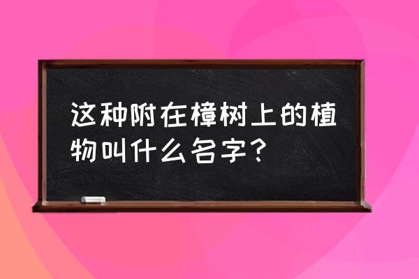 野生骨碎补能盆栽吗 这种附在樟树上的植物叫什么名字？