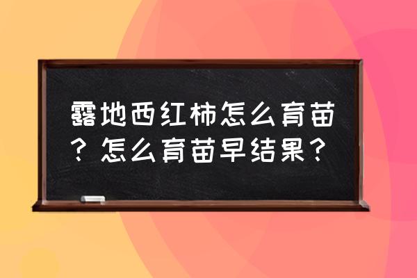 栽西红柿的正确方法图例 露地西红柿怎么育苗？怎么育苗早结果？