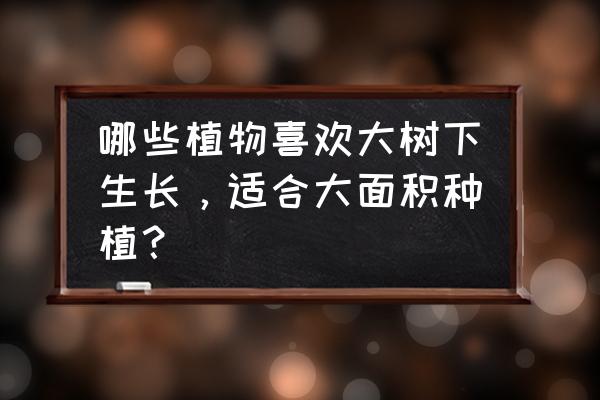 哪些草适合在大树底下种植 哪些植物喜欢大树下生长，适合大面积种植？