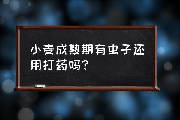 家里放着小麦生虫怎么处理 小麦成熟期有虫子还用打药吗？