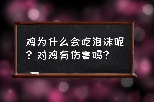 小鸡喝什么水好 鸡为什么会吃泡沫呢？对鸡有伤害吗？