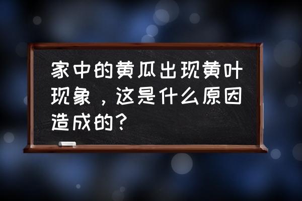 黄瓜叶子上有黄点儿怎么办 家中的黄瓜出现黄叶现象，这是什么原因造成的？