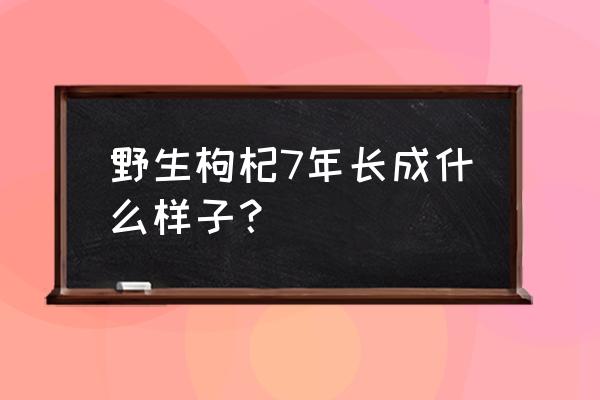 枸杞树图片及种植方法 野生枸杞7年长成什么样子？