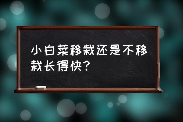 白菜移栽后怎样又快又好 小白菜移栽还是不移栽长得快？