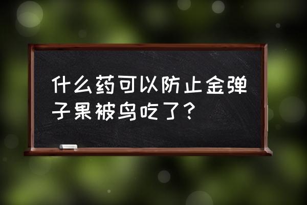 防止鸟吃樱桃的最好方法 什么药可以防止金弹子果被鸟吃了？