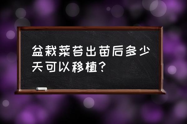 红菜苔最佳种植时间 盆栽菜苔出苗后多少天可以移植？