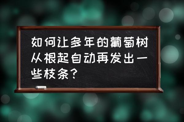 葡萄秋季移栽后又发芽怎么办 如何让多年的葡萄树从根起自动再发出一些枝条？