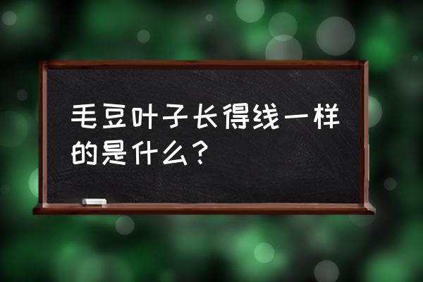 毛豆怎样做种子粘贴画 毛豆叶子长得线一样的是什么？