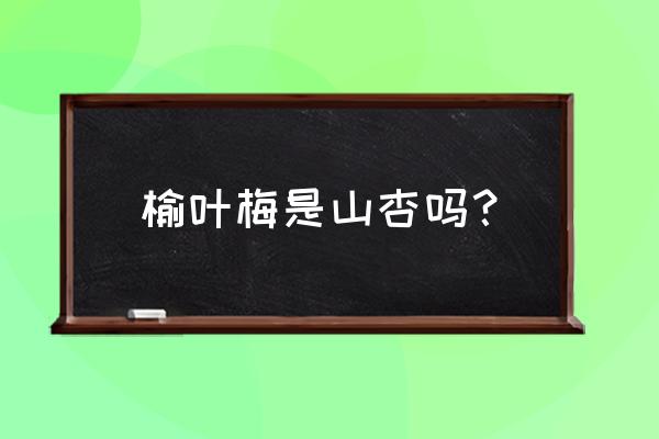 榆叶梅的栽培技术 榆叶梅是山杏吗？