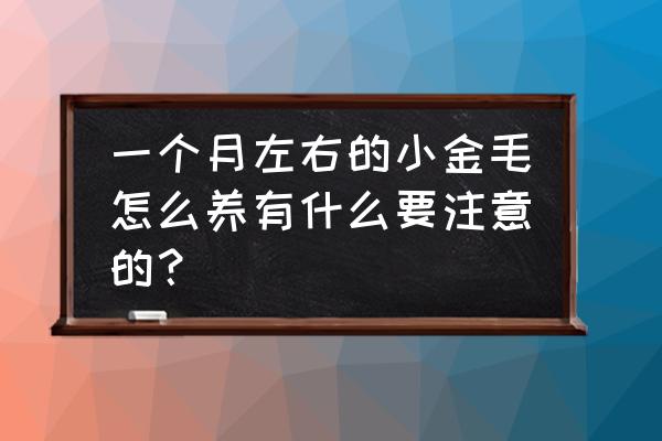 洛克王国小田田练级 一个月左右的小金毛怎么养有什么要注意的？